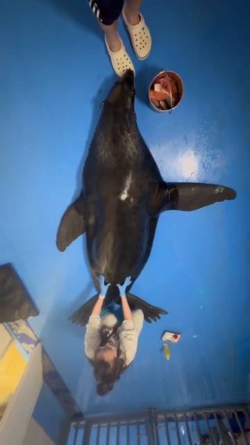 Массаж для сивуча в приморском океанариуме.