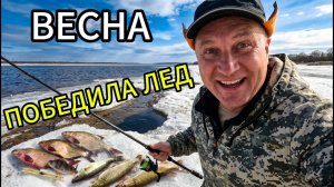 Лед лег на дно залива! Такую рыбалку на Волге я еще не видел