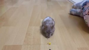 Смешные видео с хомяками: милые и забавные моменты животных