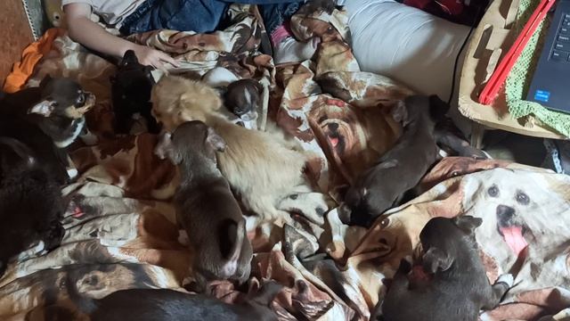 10 щенков чихуахуа от 1,5 месяцев #ЦЕНЫ от 50 тр #купить_щенка_чихуахуа_продаю +79215950848