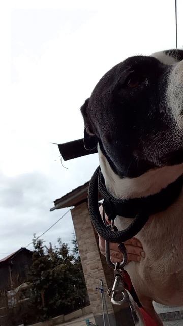 Георгий #Шереметьевский приют # собаки в дар