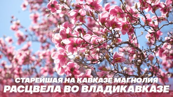 Старейшая на Кавказе магнолия расцвела во Владикавказе