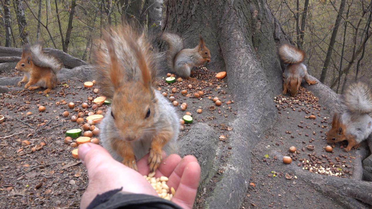 Толстая и другие голодные белки. Зарисовка