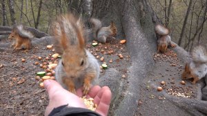Толстая и другие голодные белки. Зарисовка