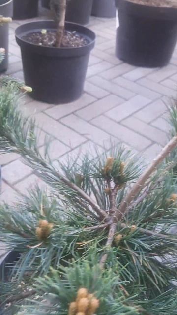 ❤🌲Сосна Японская Киемацу 
✔Продажа растений в макс и телеграм канале: Https://t.me/love_is_hvoiny_dv