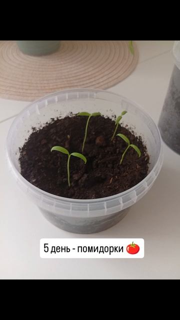 Посадила рассаду огурцы и помидоры для балкона