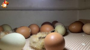 Мы снимали инкубатор 7 часов ночью… и дождались чуда (8)