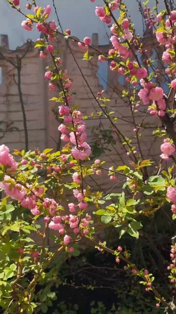 ДНР. Харцызск. 25.04.2026. Цветы у дома. Декоративный миндаль