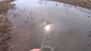 Приличные караси на поплавок в заброшенном ручье..(3)