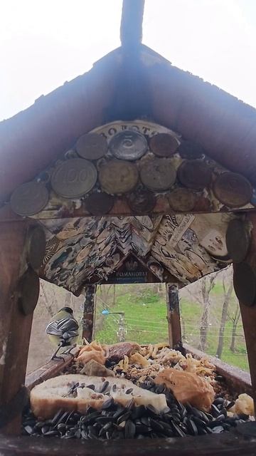 1000016297.mp4Кормушка.25.04.2026г.