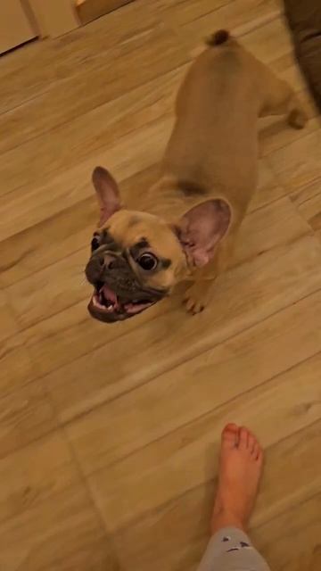 Длинный язык,радость дня!