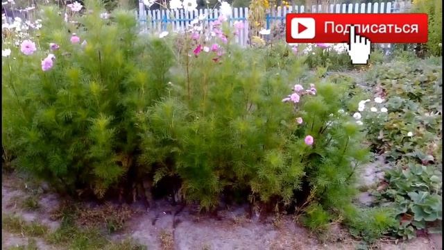 Космея - однолетнее декоративное неприхотливое растение
