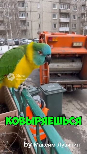 Попугай ругается #sora #ии #funny #попугай #юмор #прикол #угар #birds #смех #animals #parrot