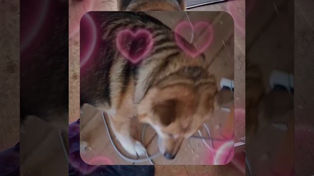 1000057048.mp4 (Собака наблюдает за устройством лестницы на 2-ой этаж в доме А-фрейм)