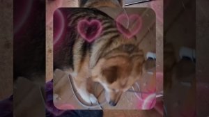 1000057048.mp4 (Собака наблюдает за устройством лестницы на 2-ой этаж в доме А-фрейм)