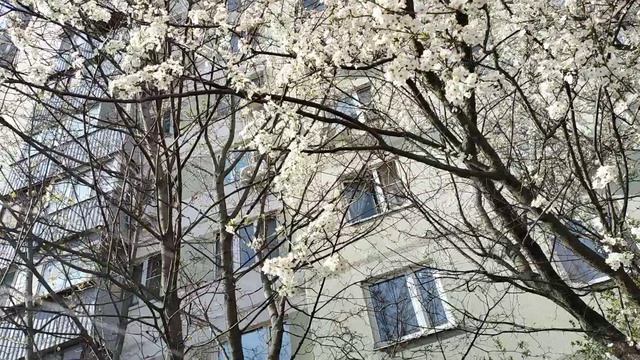 А эту песню помните про вишню?В Москве зацвела вишня🌞