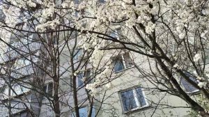 А эту песню помните про вишню?В Москве зацвела вишня🌞