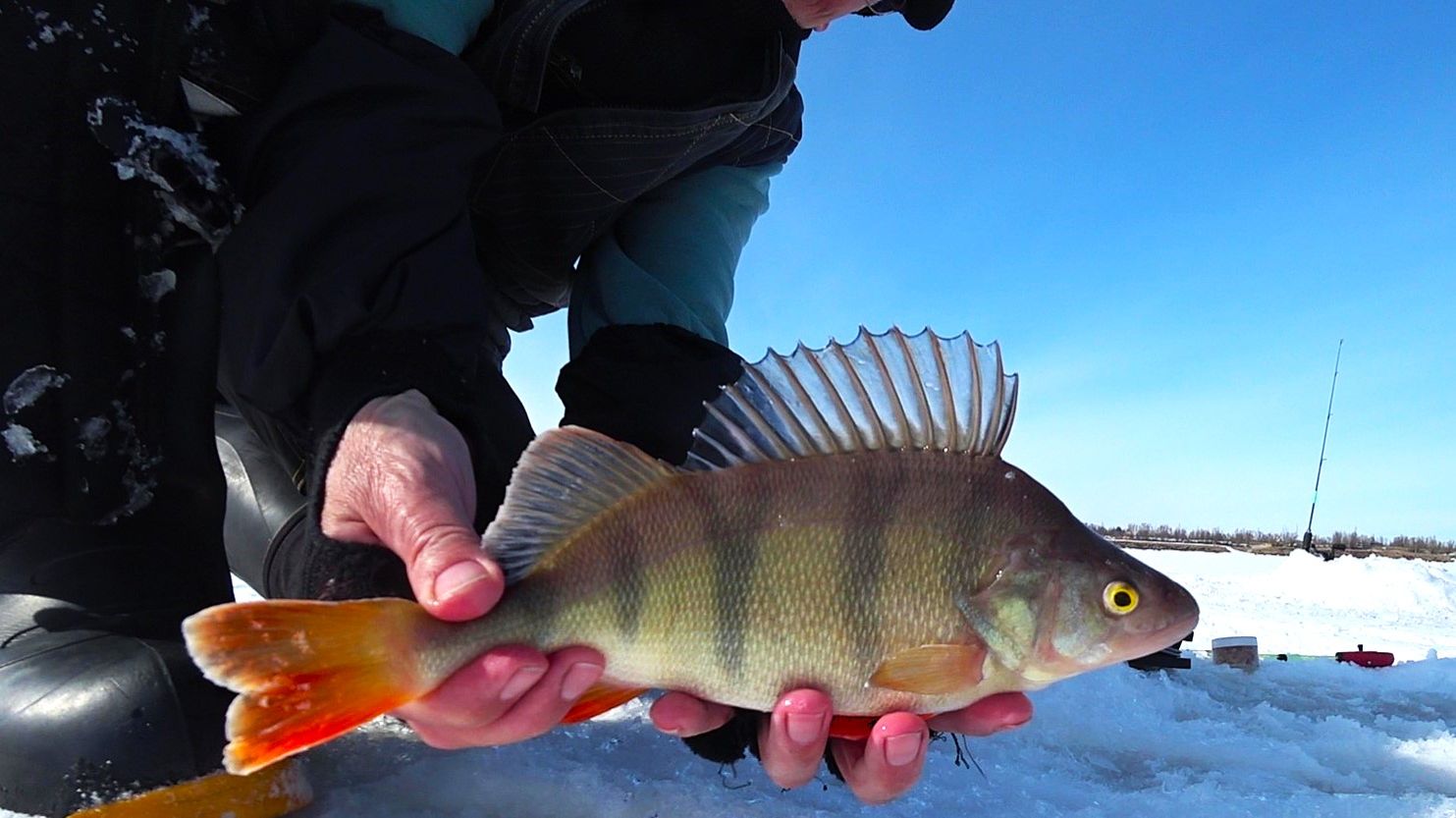Зимняя рыбалка  хороший клев...не плохое ассорти 10.04.2026 г.