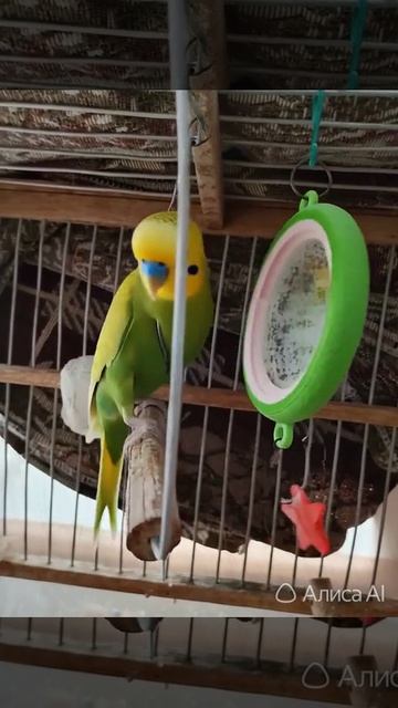 это мой попугай 🦜 зовут Кеша 🦜