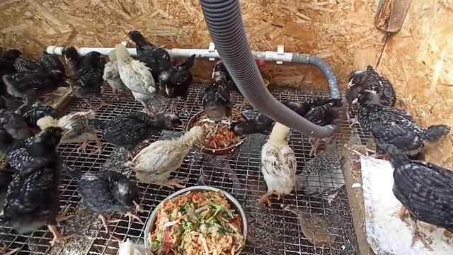 lv_0_20260425100636.mp4