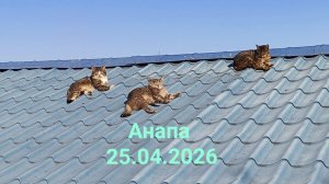 Анапа 25.04.2026