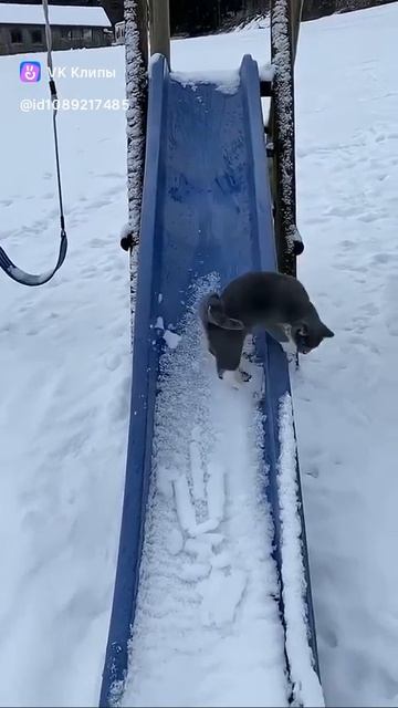 The cat and the snow 😽❄️