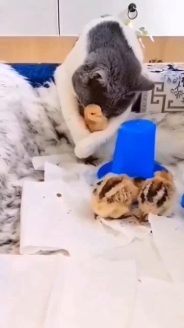 удивительная кошка