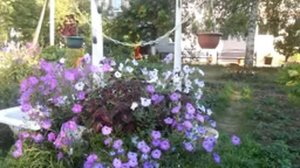 цветочный хоровод