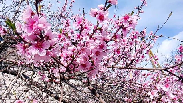 Запечатлен цветущий персик , дерево, которое весной покрывается нежно-розовыми цветами