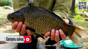 Рыбачу в старом камыше, тут клюют неподъёмные Караси