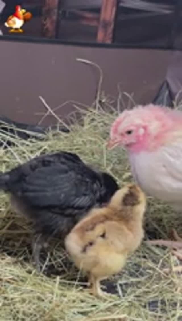 Три цыпленка друзья (3)