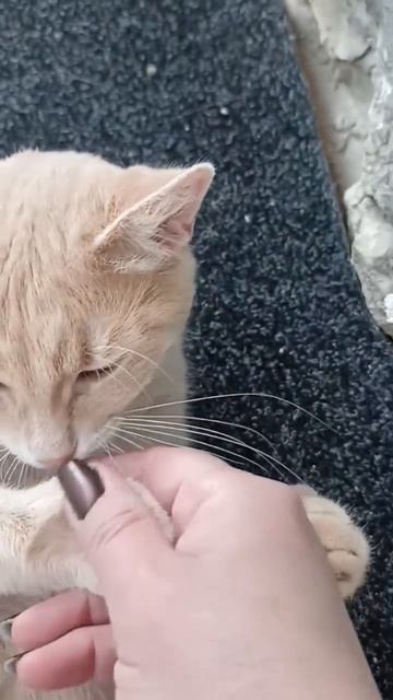 Собаки нашли осенью трех котят. Всех пристроили и это-один из них,бывший Рам,а теперь Дюша.Любят его