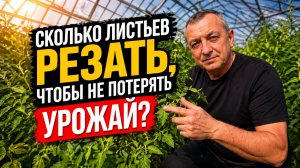 Обрезаете листья, а томаты всё равно жируют? Правило 15 листов