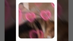 1000057042.mp4 (Собака наблюдает за устройством лестницы на 2-ой этаж в доме А-фрейм)