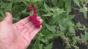 Выращивание земляничного шпината