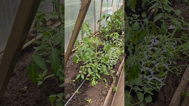 теплица ветер холодный 25 апреля #теплица #дача #садоводничество #огород #уходзатеплицей