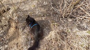 Отдохнул котик на улице. С ПРАЗДНИКОМ.