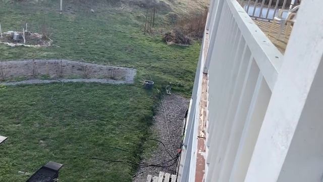 Ленинградская Область. Хвойное.  24.04.2026. Дача. Неожиданный гость