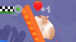 Hamster Maze. Хомяк в лабиринте