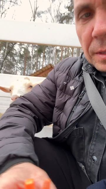 гуляю в выходной отдыхаю от такси кормлю животных морковью