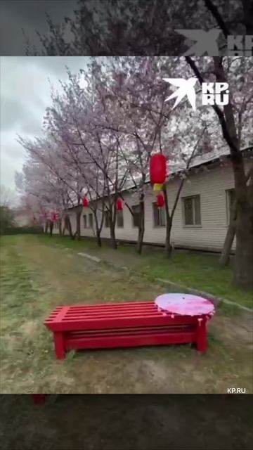 Красивые деревья радуют жителей и гостей города во дворе дома на Московском, 189