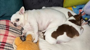 Доброго всем вечера и самой спокойной ночи.