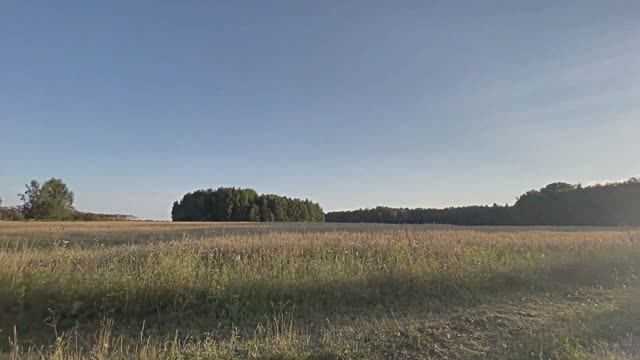 Звук природы. Птицы. Камышовка каролинская поет в сельской местности