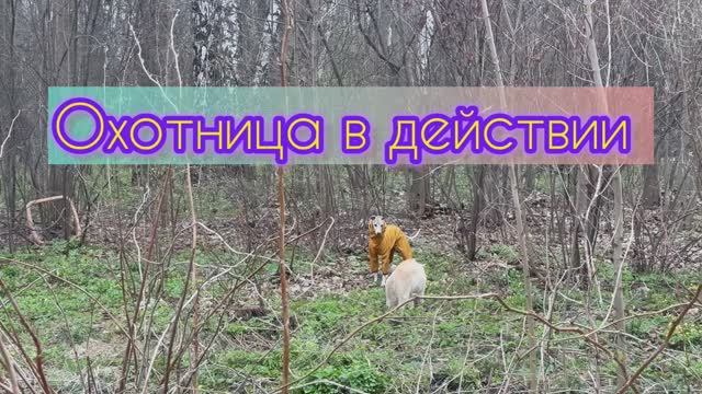 Охотница в действии 🐶