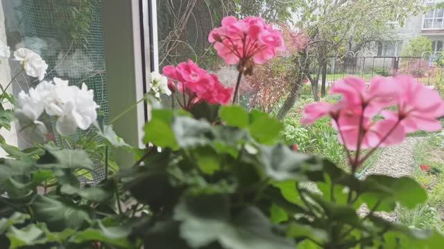 Немного о комнатных цветах.