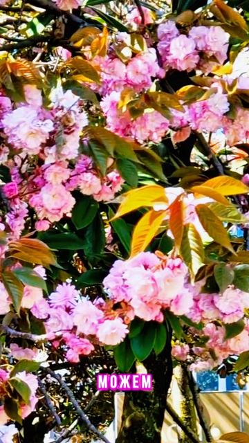 Мы часто мечтаем....mp4