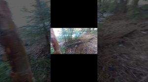 Гуляю собакой в лесу