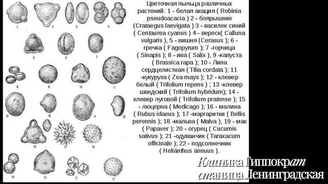 Весенняя аллергия: 3 простых совета от врача клиники Гиппократ