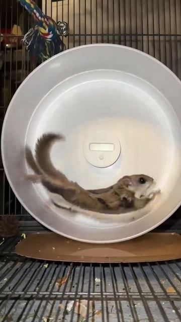 video_16139701324338.mp4