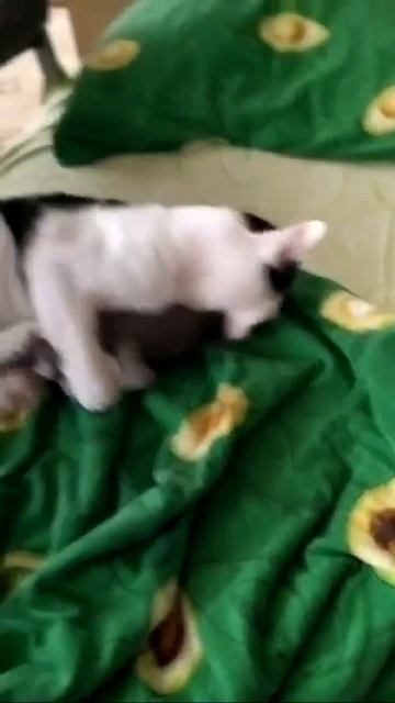 🧸 Роки и любимая игрушка 🐈